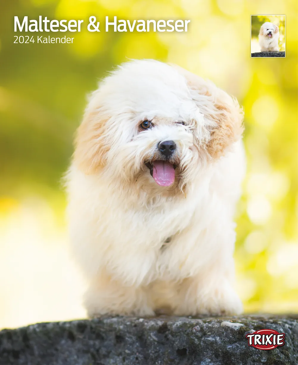 Kalender Malteser / Havaneser