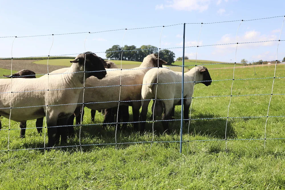 TitanNet Premium Vario,50m,+/-