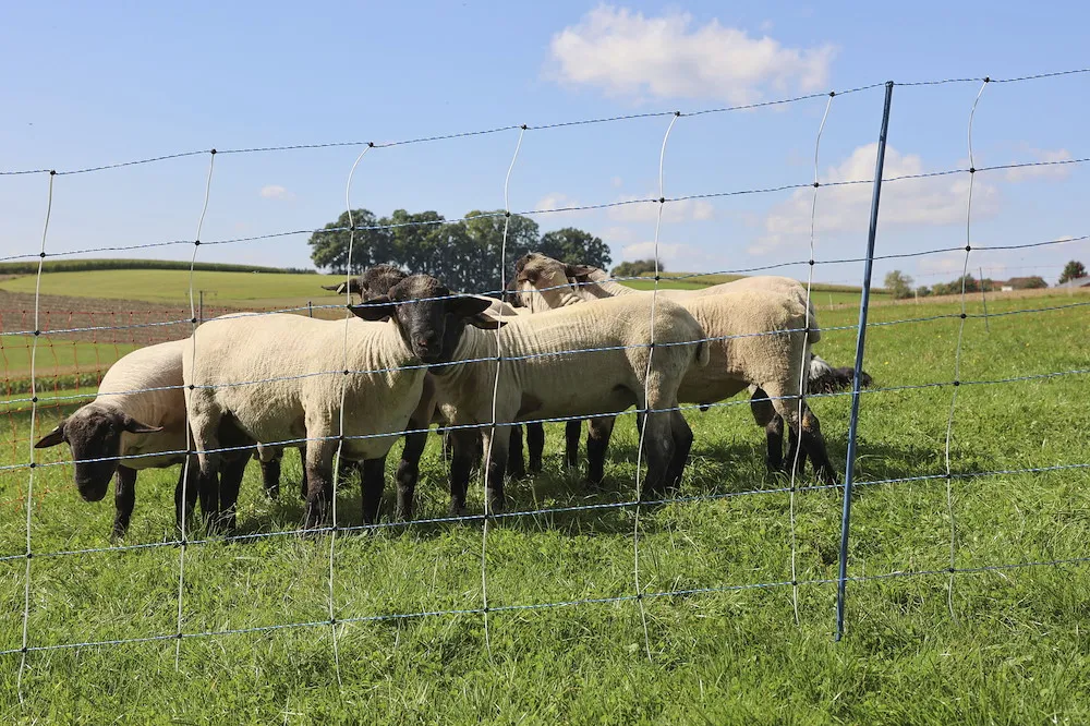 TitanNet Premium Vario,50m,+/-