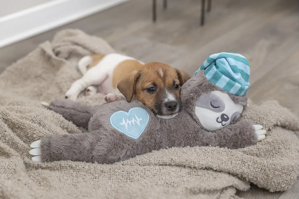 Junior Faultier Heartbeat