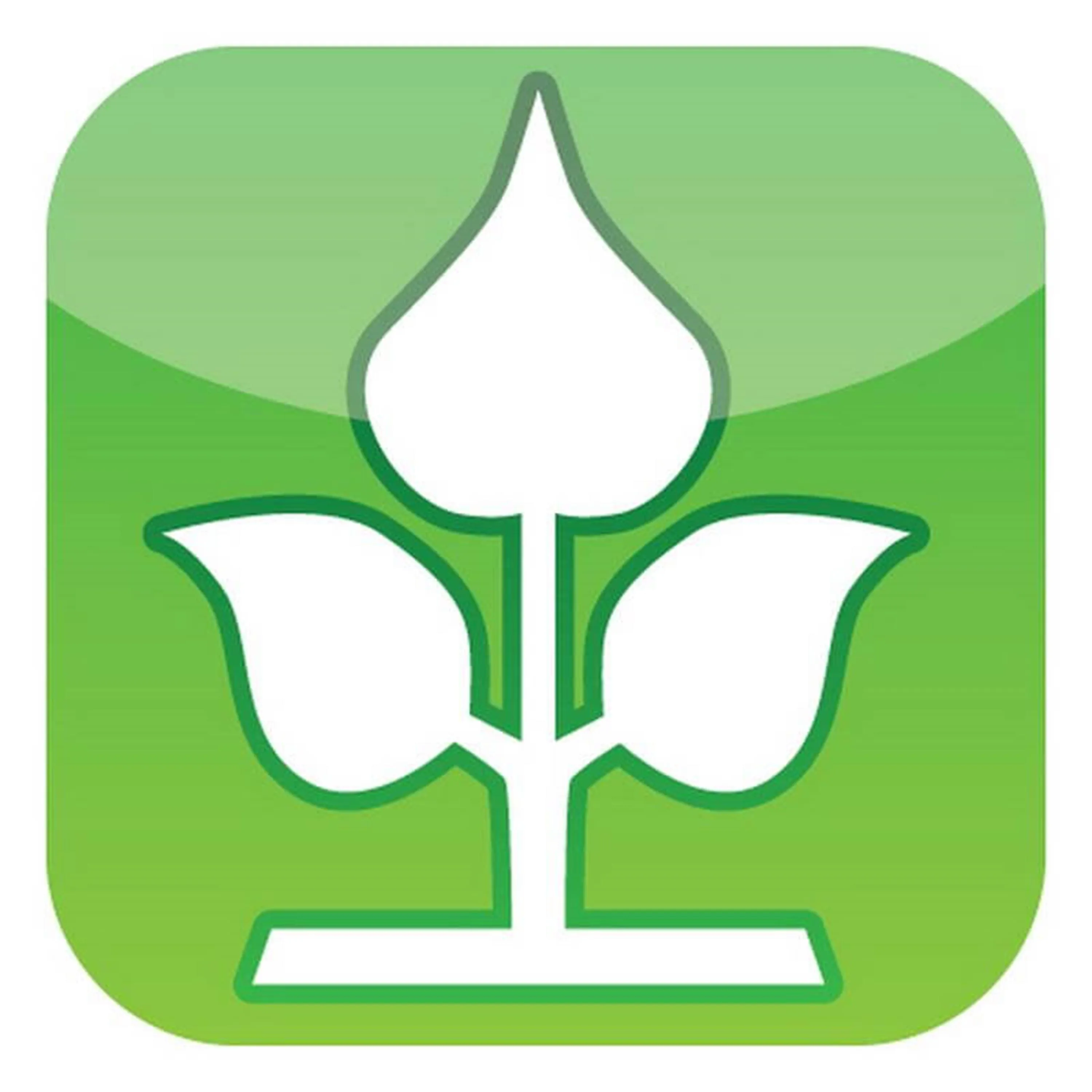 Weidenmatte Oxford 2 x 3m