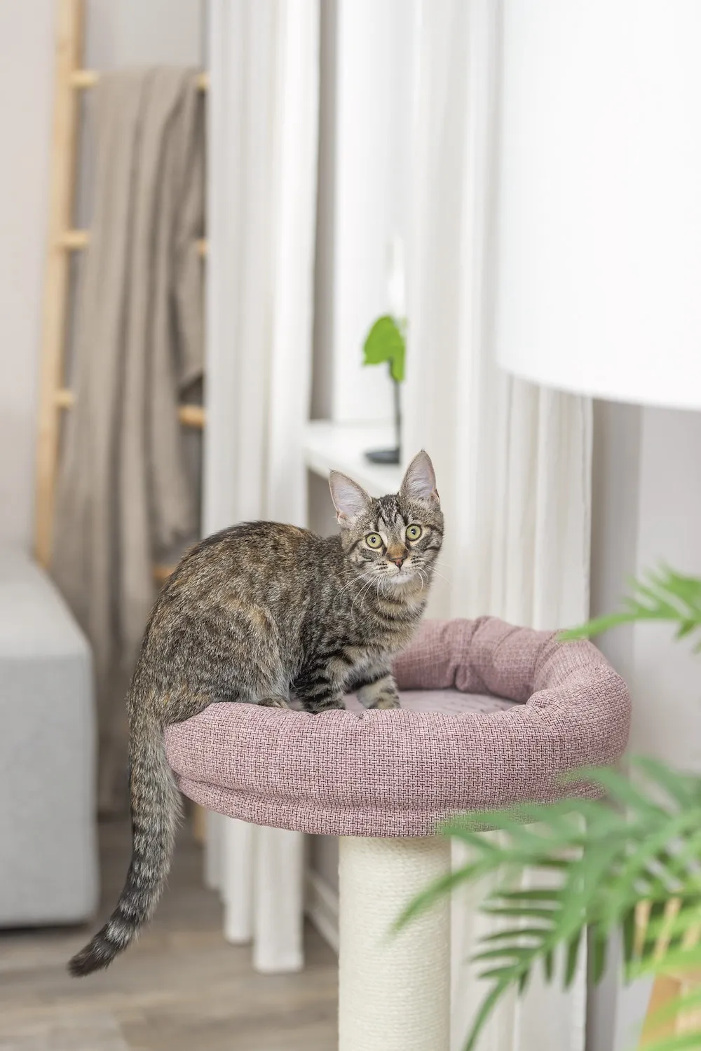 Kratzbaum Viviana, rund,