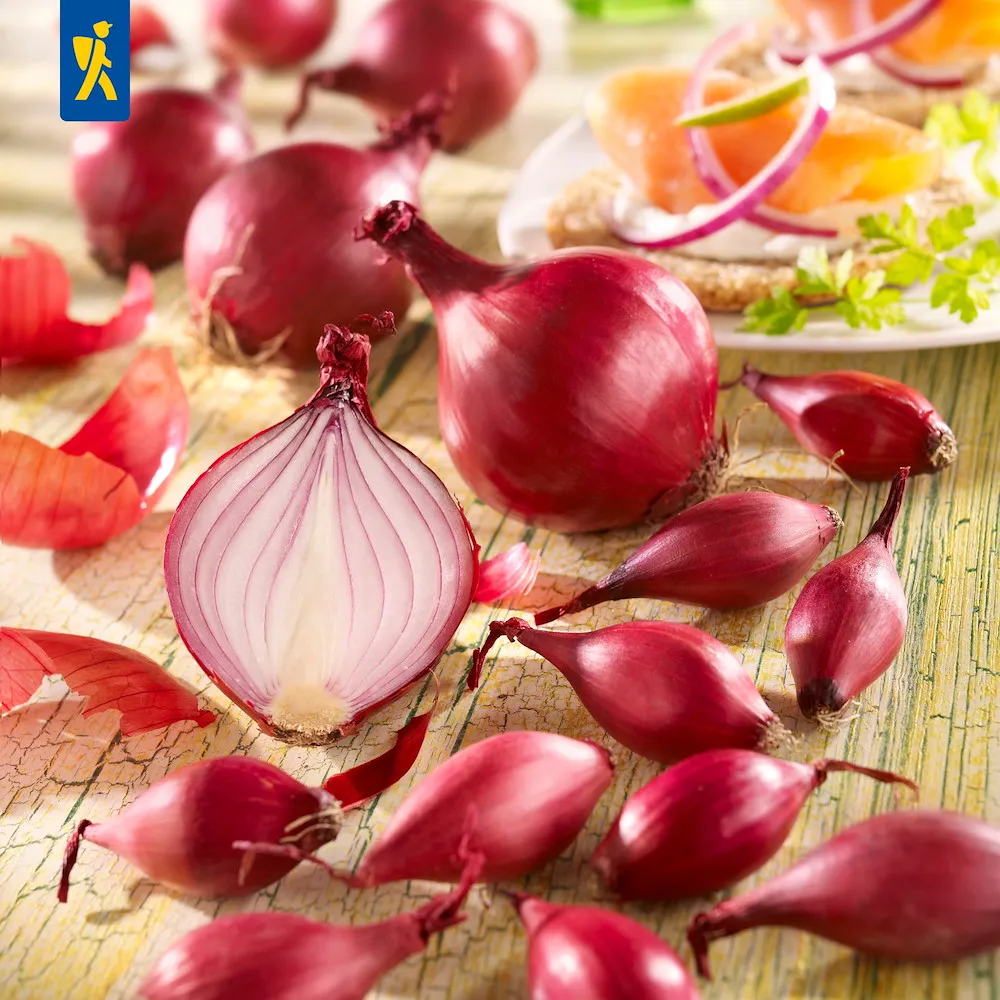 Wintersteckzwiebel Akado - rot